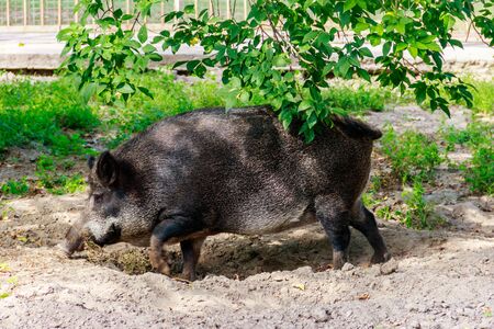 Wild boar (Sus scrofa), also known as the wild swine, Eurasian wild pigの写真素材