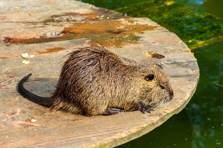 Coypu (Myocastor coypus) or nutriaの写真素材