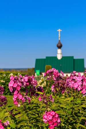 Pink phlox in a garden. Orthodox church on a backgroundの写真素材