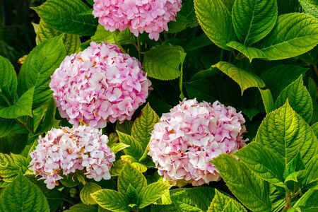 Pink hydrangea or hortensia in a gardenの写真素材