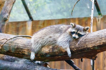 Raccoon (Procyon lotor), also known as the common raccoon, North American raccoon, northern raccoon, or coon, is a medium-sized mammal native to North Americaの写真素材