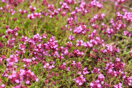 Purple wild thyme flowers on a meadowの写真素材