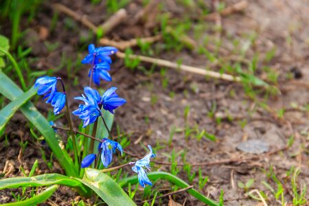 Blue scilla flowers (Scilla siberica) or siberian squill. First spring flowersの写真素材