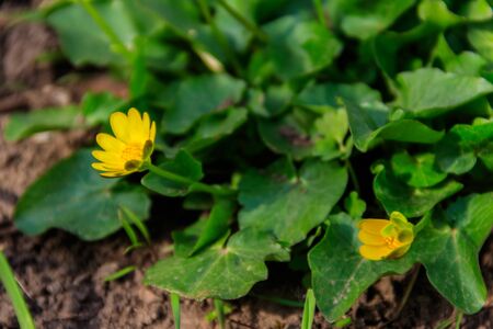 Yellow buttercups on the meadow