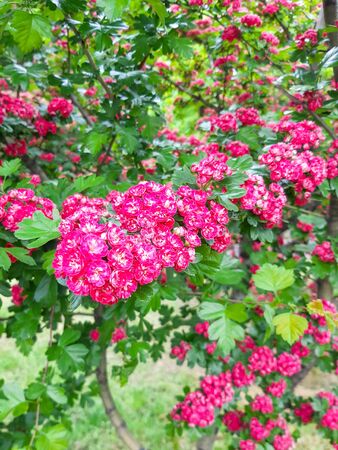 Beautiful pink blossom of hawthorn at springの写真素材