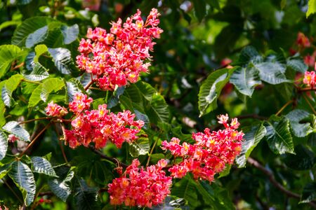 Blooming red horse-chestnut (Aesculus × carnea) at springの写真素材