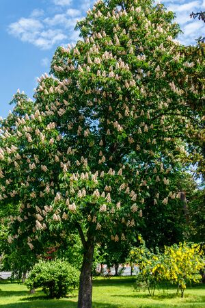 Blossoming chestnut tree (Aesculus hippocastanum) in parkの写真素材