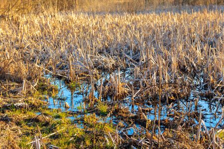 View of a grassy wetland at springの写真素材