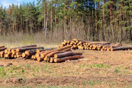 Stacked tree trunks felled by the logging timber industry in pine forest