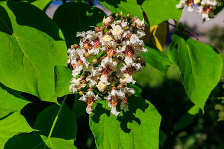 Beautiful white flowers of a catalpa treeの写真素材
