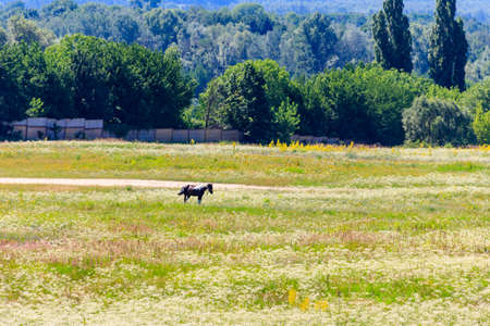 Horse grazing on a wide green meadow