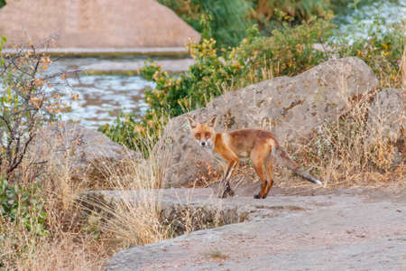 Red fox (Vulpes vulpes) on a rocky rivershore. Fox in wildlifeの写真素材