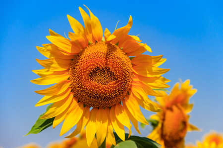 Beautiful yellow sunflowers on a sunflower field at summerの写真素材