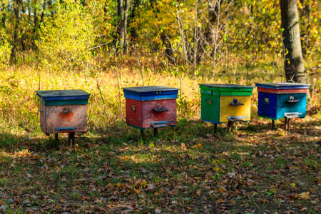 Old colorful wooden beehives in forest glade at autumn