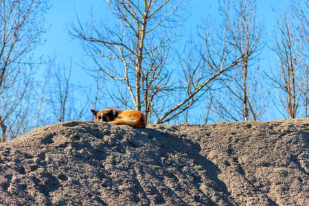 Stray dog lie on a slag heap