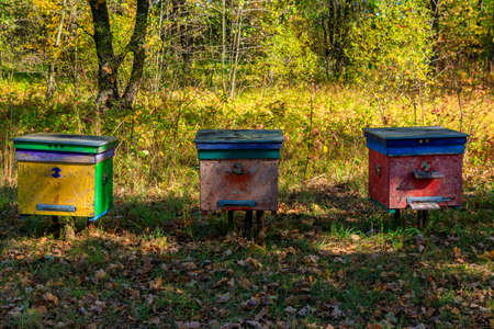 Old colorful wooden beehives in forest glade at autumn