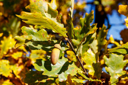 Colorful autumn oak leaves and acorns on the branch of oak tree in the forest