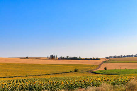 Summer landscape with sunflower fields, hills and blue sky