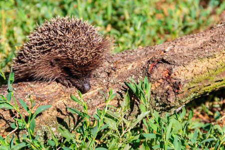 Young European hedgehog (Erinaceus europaeus) on a logの写真素材