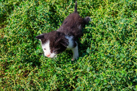 Small kitten on green grass on meadowの写真素材