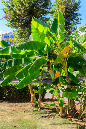 Banana tree growing in a parkの写真素材