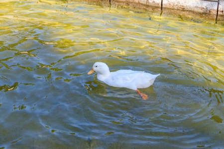 Domestic duck swimming in a pondの写真素材
