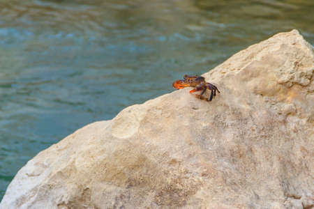 Freshwater river crab (Potamon ibericum) on stone near a mountain riverの写真素材