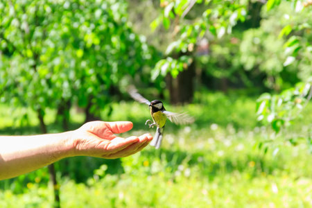 Great tit bird taking seeds from human hand