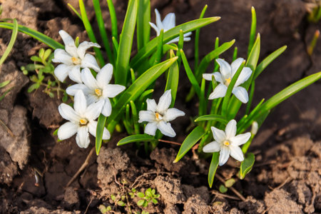 White glory-of-the-snow (chionodoxa luciliae) flowers on spring