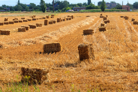 Rectangular straw bales on a field after the grain harvestの写真素材