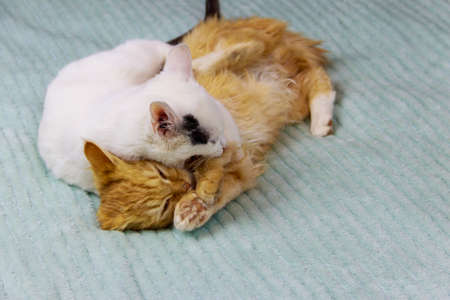 Two kittens playing on a bed at home