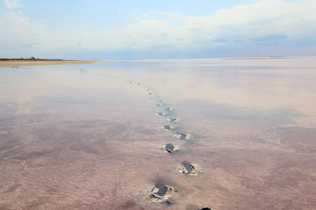 Human footprints in the curative mud of pink salt Syvash lake in Kherson region, Ukraine