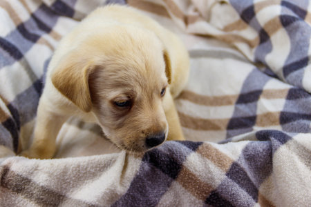 Small cute labrador retriever puppy dog on a plaidの写真素材