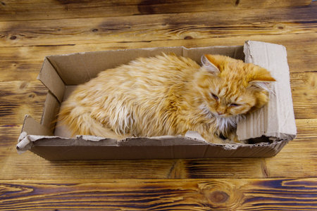 Ginger cat in cardboard box on wooden backgroundの写真素材
