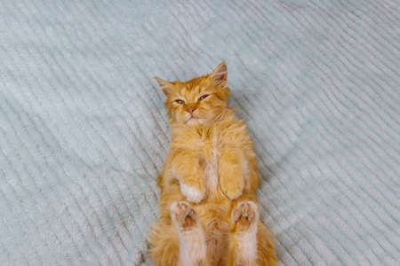 Ginger cat on a bed at home