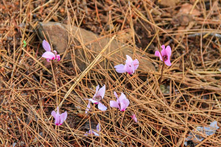 Pink cyclamen Graecum (Greek cyclamen) flowers in forestの写真素材