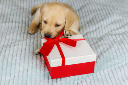 Small cute labrador retriever puppy dog with gift box on a bedの写真素材