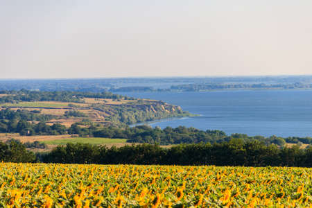 Summer landscape with beautiful river, sunflower field and green treesの写真素材