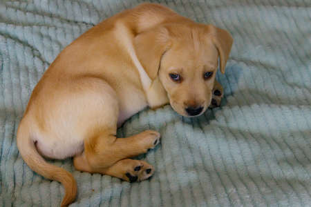 Small cute labrador retriever puppy dog on a bed