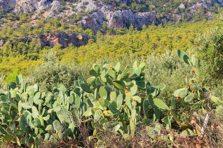 Prickly pear cactus (Opuntia ficus-indica) in a garden