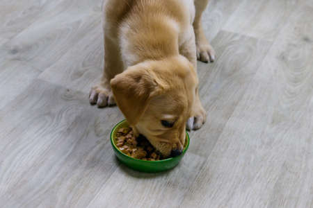 Small cute labrador retriever puppy dog eating his food from green bowl on a floorの写真素材