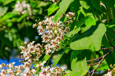 Beautiful white flowers of a catalpa treeの写真素材