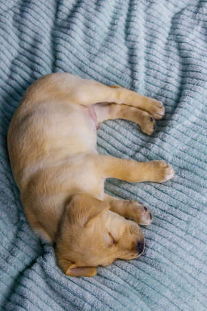 Small cute labrador retriever puppy dog sleeping on a bedの写真素材