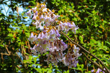 Lilac blooming Paulownia tomentosa tree (princess tree, empress tree, or foxglove-tree)の写真素材