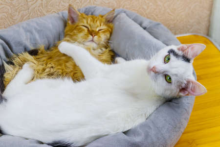 Two cats lying in their soft cozy cat bedの写真素材