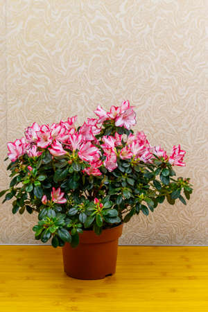 Blooming pink azalea in flower pot on a tableの写真素材