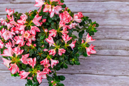 Blooming pink azalea on wooden background. Top viewの写真素材