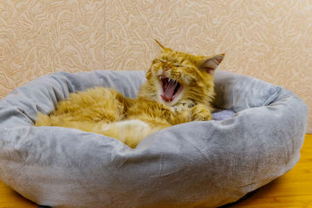 Ginger cat lying in his soft cozy cat bedの写真素材