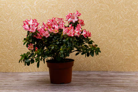 Blooming pink azalea in flower pot on a tableの写真素材