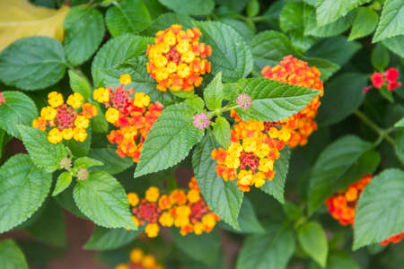 Beautiful flowers of Lantana camara (common lantana) plantの写真素材